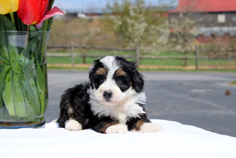 puppy, for, sale, Mini Bernedoodle F2, Matthew B. Stoltzfus, dog, breeder, Gap, PA, dog-breeder, puppy-for-sale, forsale, nearby, find, puppyfind, locator, puppylocator, aca